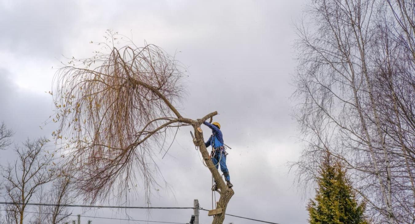 Abattage & Déssouchage d'arbres 02 Aisne